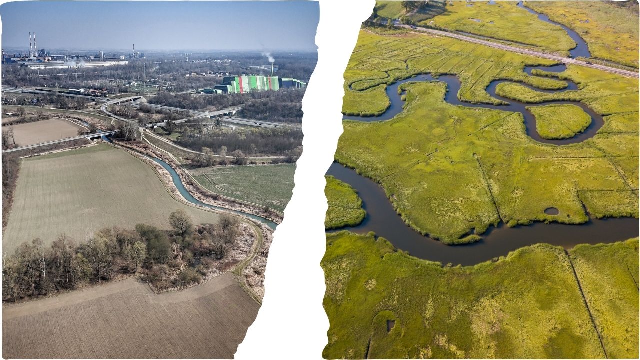 Renaturyzacja ujścia Dłubni w Krakowie - dość kukurydzy, czas na mokradła.