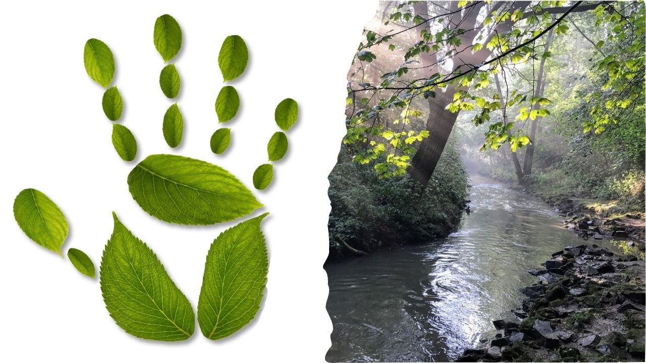 Symbioza w Nowej Hucie? Kraków potrzebuje oddziału edukacji ekologicznej nad Dłubnią