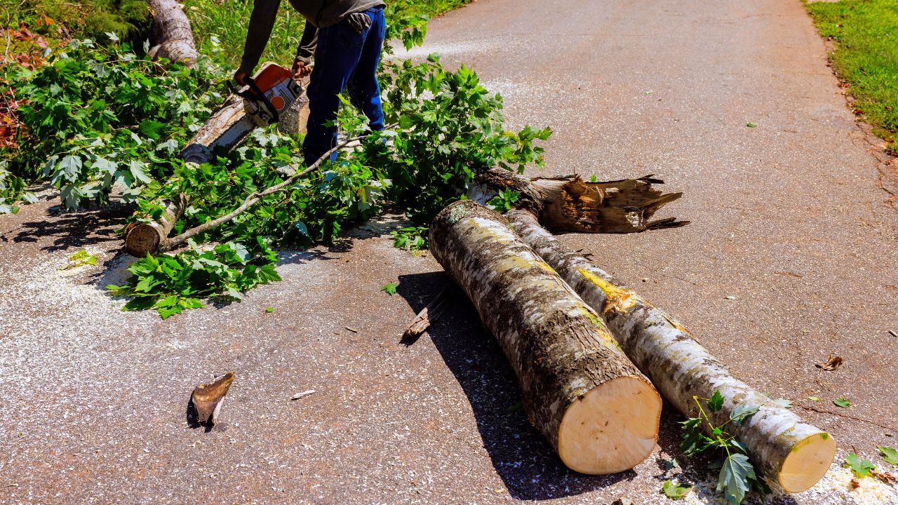 Wycinka drzew w Nowej Hucie. Fakty zamiast domysłów